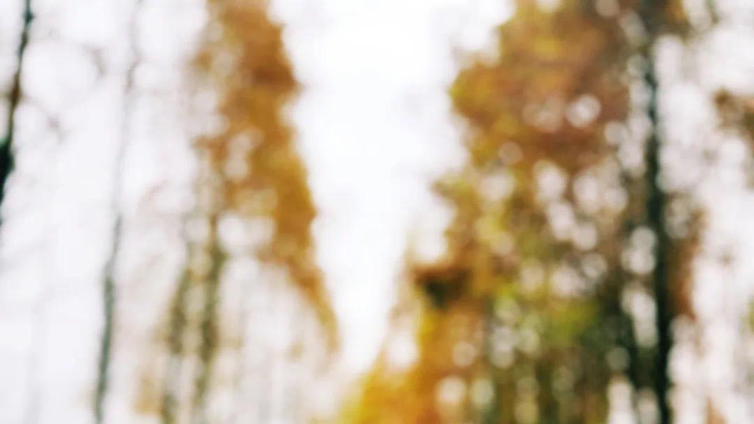 平遥古城|来南通狼山森林国家公园，共赴这一场绝美的军山杉树之海