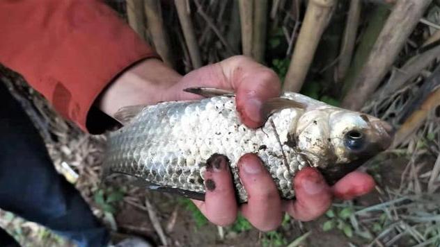 饵料|夏季钓鱼如何用饵？用这3款自制“绝杀饵”，上钩的都是大板鲫