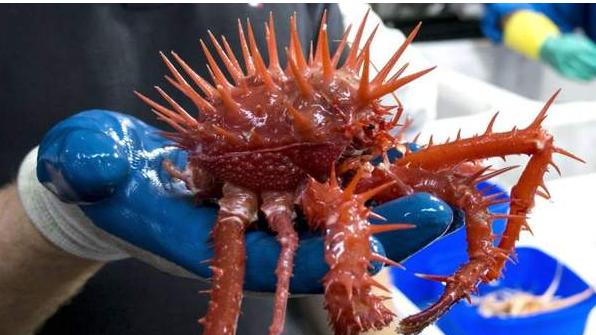 研究人员首次发现了令人难以置信的海洋生物