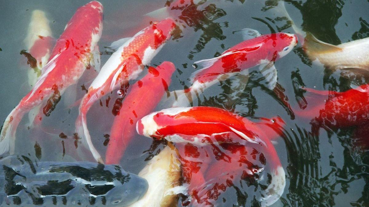 我们最常见到的三种风水鱼，能给我们带来好运气