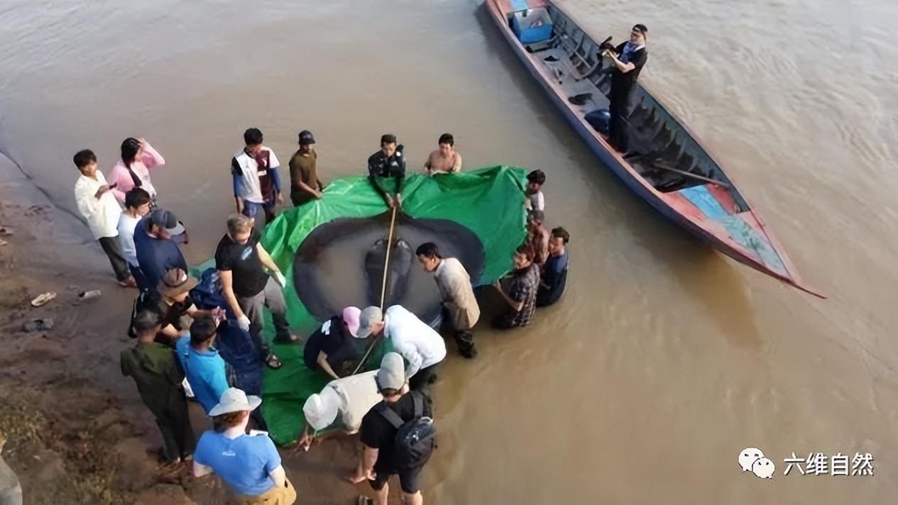 湄公河捕捉一条4米黄貂鱼，最大淡水鱼之一，想不到有如此巨型鱼