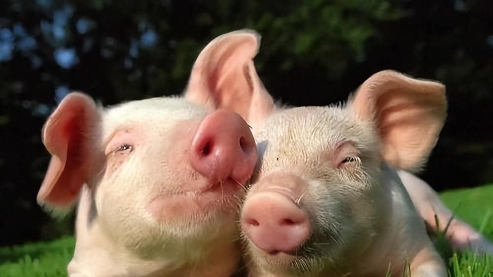 赵丽颖|赵丽颖没有少女感？蒋胜男以山猪反讽，敢问200斤的许半夏呢？