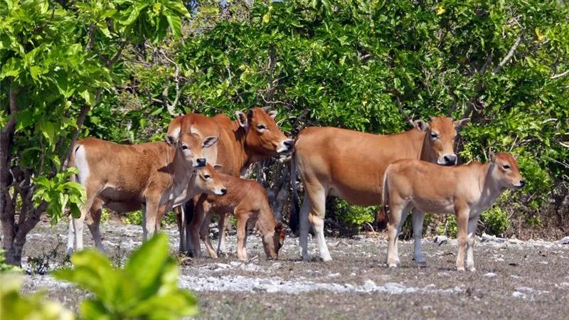 |海南西沙群岛出现一群“野牛”，来历一直不明