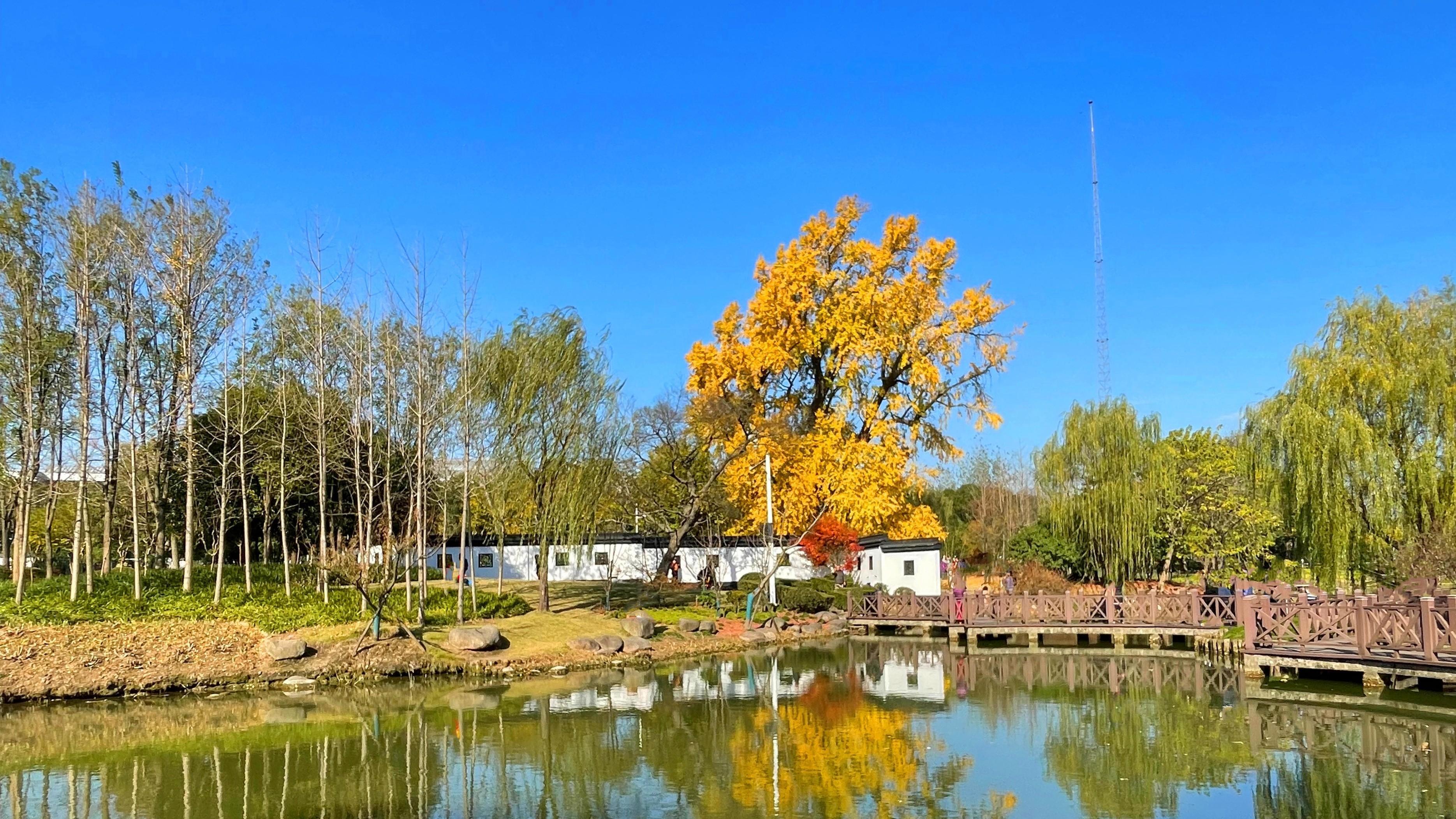 园林|上海江南园林，适合遛娃拍照赏秋，不要门票还有1200年古银杏树