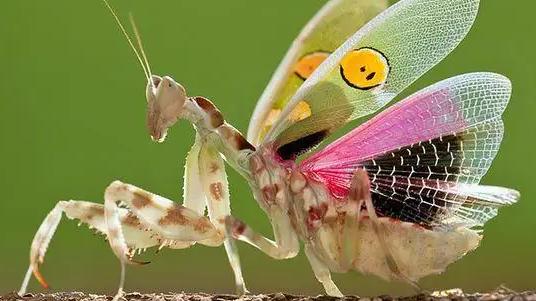为何昆虫拥有翅膀，却不用像脊椎动物那样失去前肢？难道是进化的“bug”？