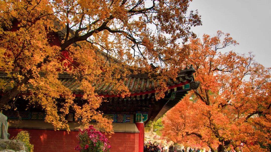 铜仁|10月，这些地方藏着中国最美秋色！千万别错过了！
