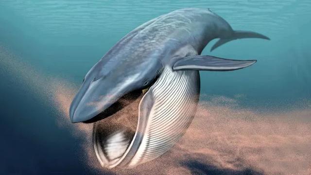 蓝鲸一口究竟能吞下多少吨水？