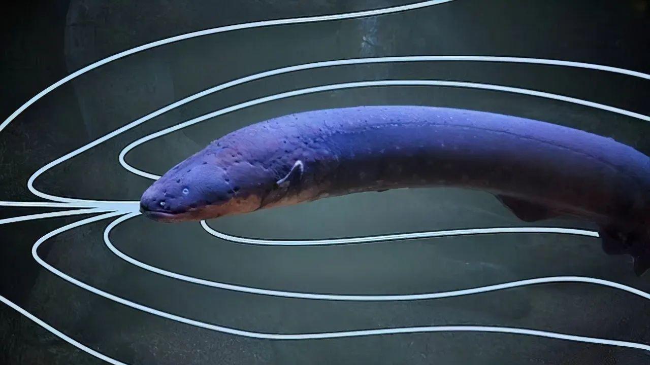 电鳗竟然不是鳗鱼？干翻鳄鱼的它，真实身份和你想的一样吗