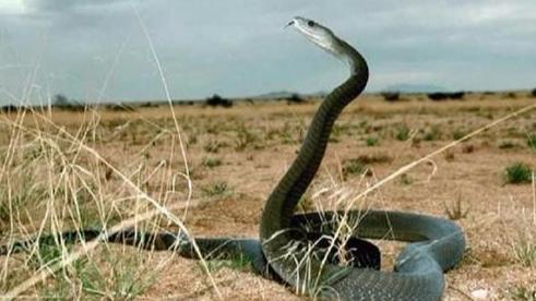 黑曼巴VS海岸太攀蛇，谁才是“世界上最危险的毒蛇”？