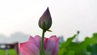 生肖|中年时爆发富甲一方的生肖特征