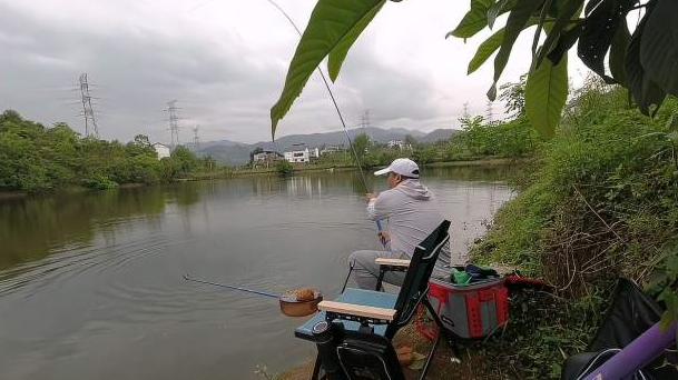 空军|用玉米钓鲤鱼和草鱼，垂钓方法有区别，用对了不空军