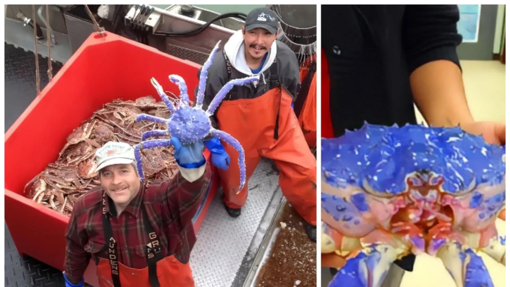 2014年他出海捕获一只蓝色的帝王蟹，结果3天后出价2万都不肯卖