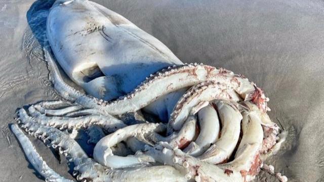 3.5米超大鱿鱼被冲上海滩吓跑游客！深海，为什么这么多巨物？
