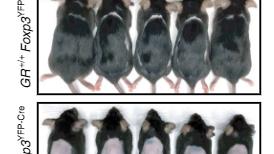 脱发有救了！Nature子刊揭示：这种免疫细胞竟然是头发再生的关键