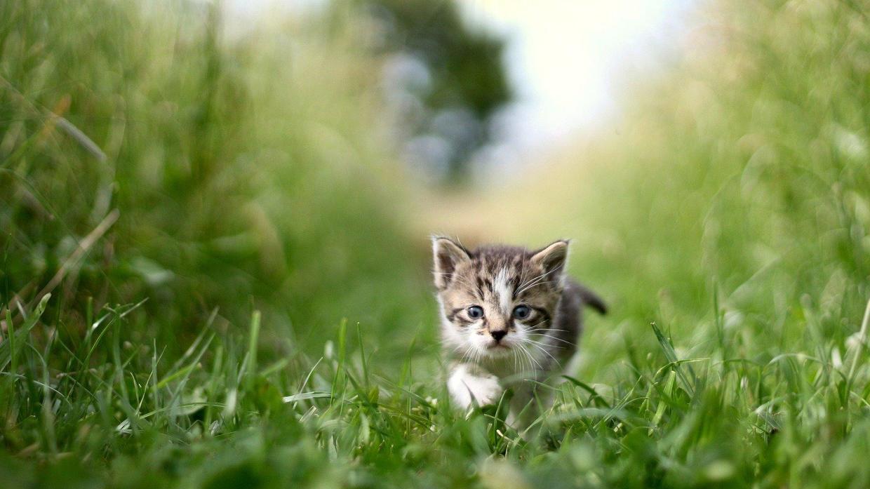 京东|做自媒体剪辑真的能挣钱吗？