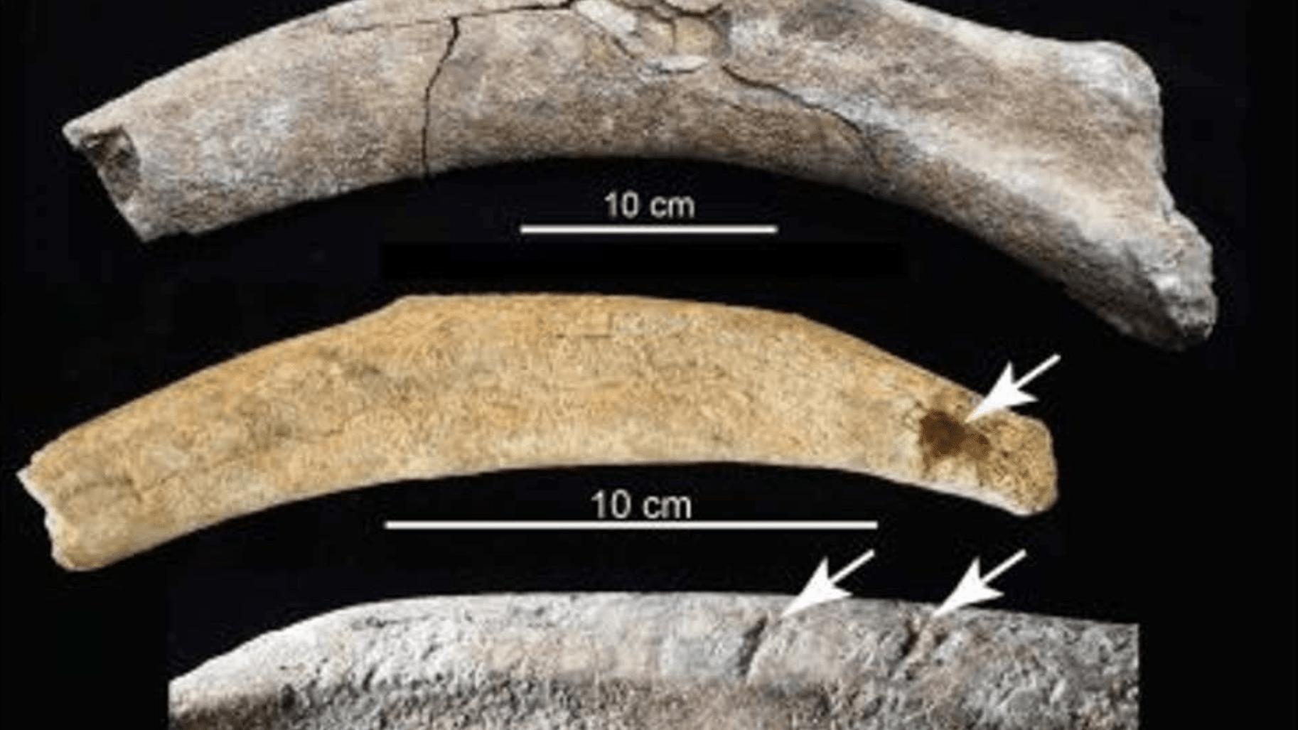 新墨西哥州发现了3.7万年前疑似被人类捕杀的猛犸象骨骼