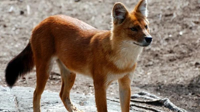 “豺狼虎豹”四大猛兽中的豺为何排在首位？