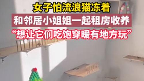 女子租房装修成“猫窝”，收养了6只猫：想让流浪猫们也有地方玩