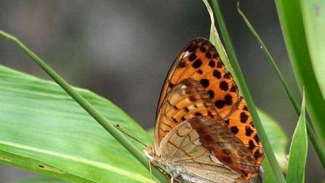 盘点世界上最漂亮的十种蝴蝶，每一种都十分美丽，您都见过几个？