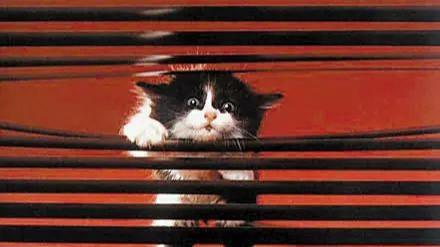 生肖|今年事业将有“契机”来临的生肖