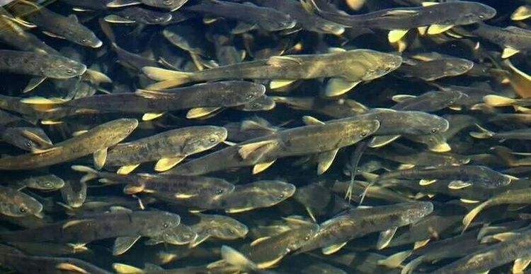 湟鱼|最大咸水湖青海湖，曾一年出鱼5000万斤，禁渔10年最大的鱼有多大