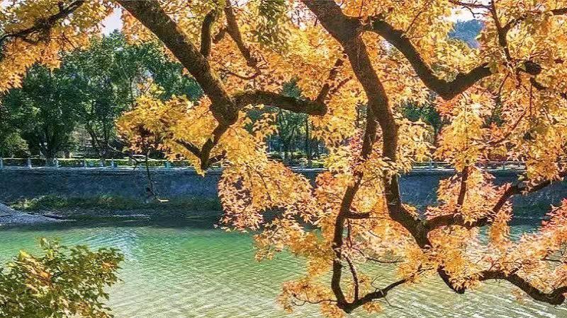 宁波|宁波冬日去哪儿玩？赏水杉之美！收获暖冬中一抹温暖色