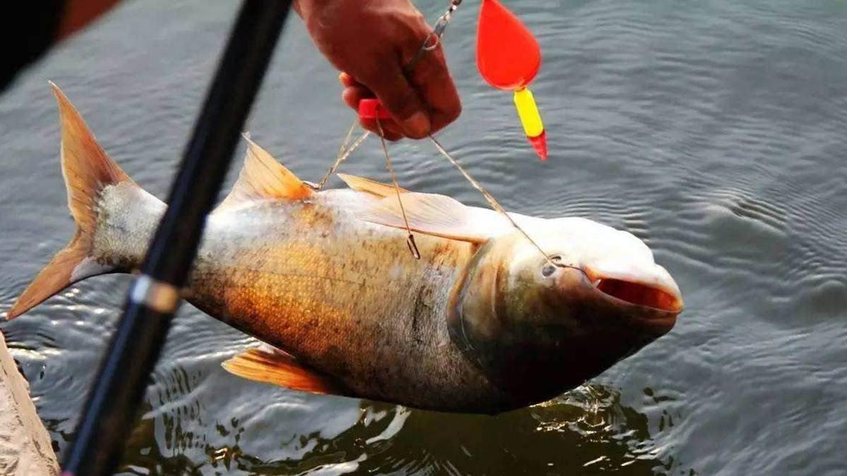 |钓鱼时窝里的鱼警惕性高是什么原因？引起鱼的警惕性的4个原因