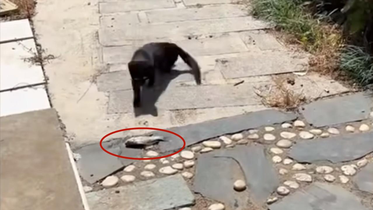 武汉|男子钓鱼流浪猫乖巧等待一夜，吃饱后还会把小鱼叼给别的小猫