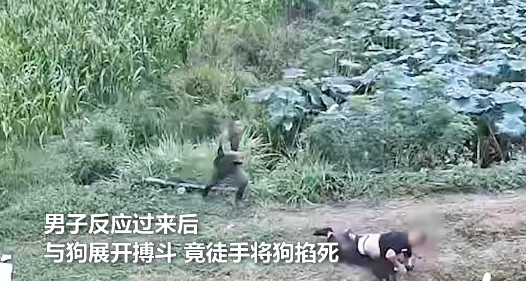 解缙|湖北 枣阳，两男子在一处荷塘边钓鱼，突然从旁边的玉米地里跑出一条黑狗
