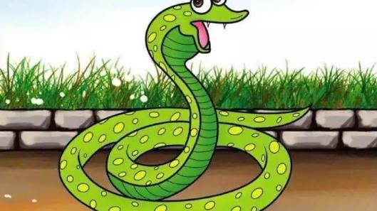 “一地菜花蛇，十里无毒蛇”，菜花蛇有何厉害之处，毒蛇都怕它？