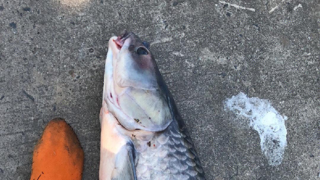 泥鳅|巨物如何钓？新手鱼种垂钓教学