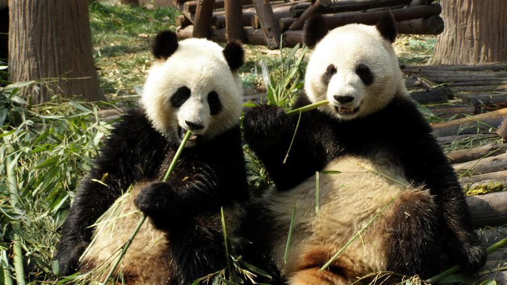 大熊猫交配究竟有多难？看完才知道它们为什么会是国宝了？