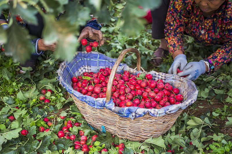 鸡蛋|每天吃山楂可以消积食？儿科医生：若想小儿安，吃饭七分饱