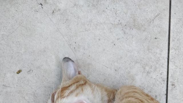 女子半个月前被猫咬伤，猫却离奇而亡！元凶是新型布尼亚病毒