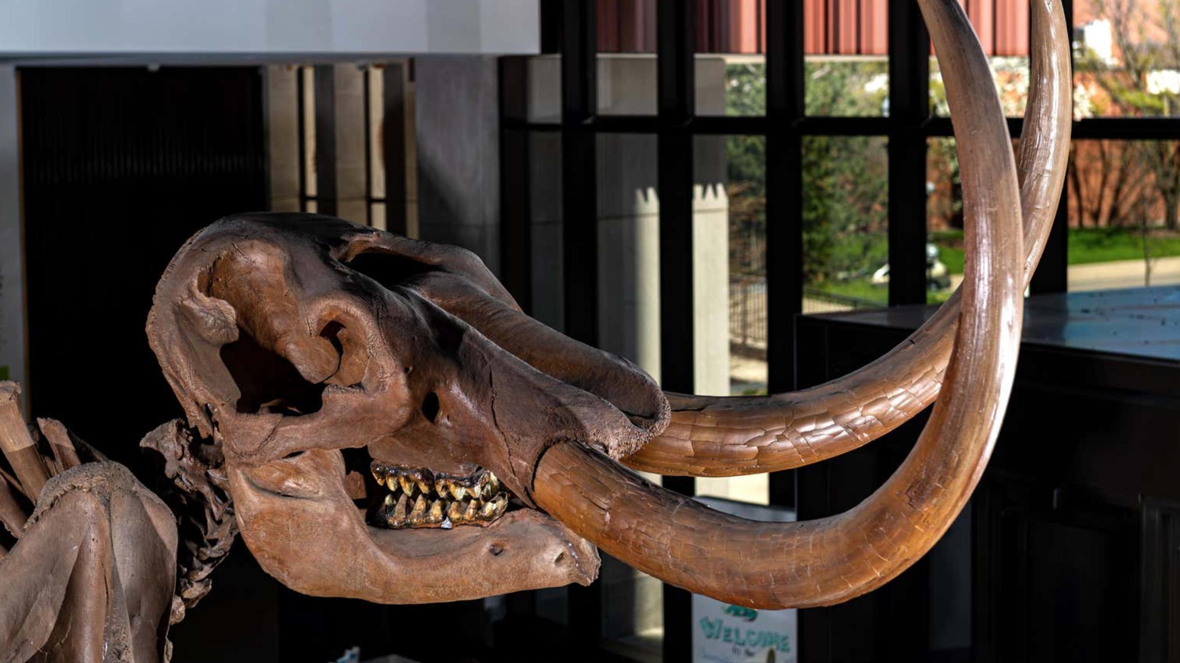 13000岁的长牙揭示了“弗雷德”的生活，这是一只战死的乳齿象