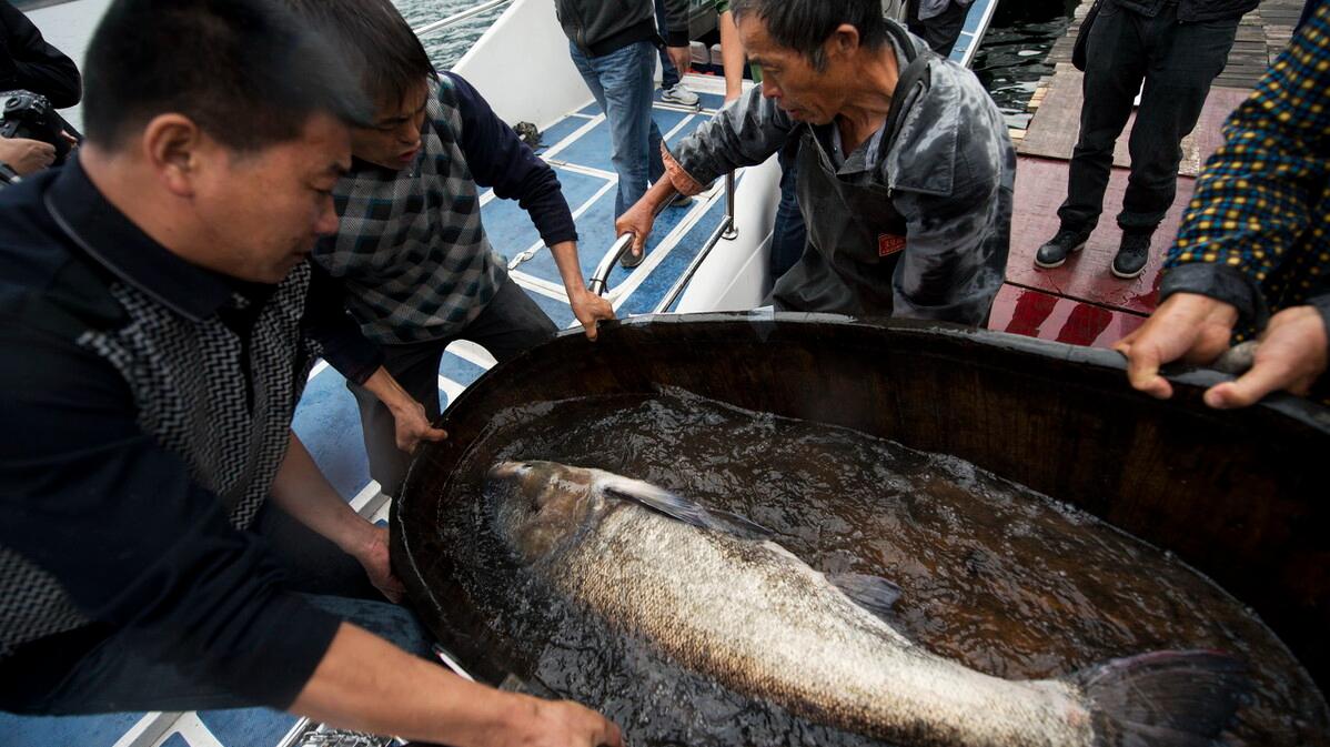 长江的“大试验”：宜都出现大量鱼卵，三峡水库洪峰见成效？