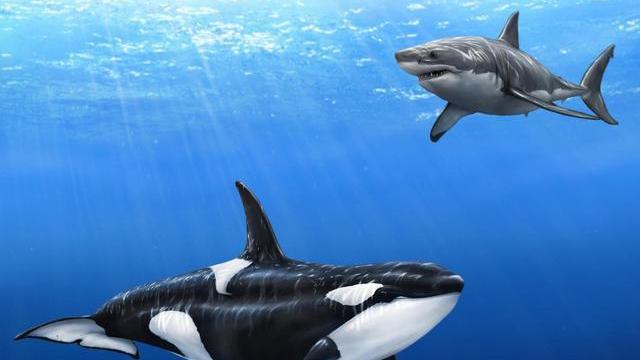 大白鲨能活70年，咬合力是人类的25倍，为什么会被虎鲸“秒杀”？