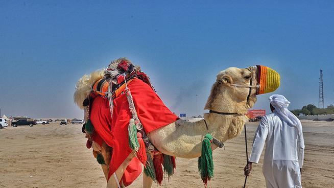 美丽|百万游客涌入卡塔尔，除了看球之外还都要骑骆驼看大漠