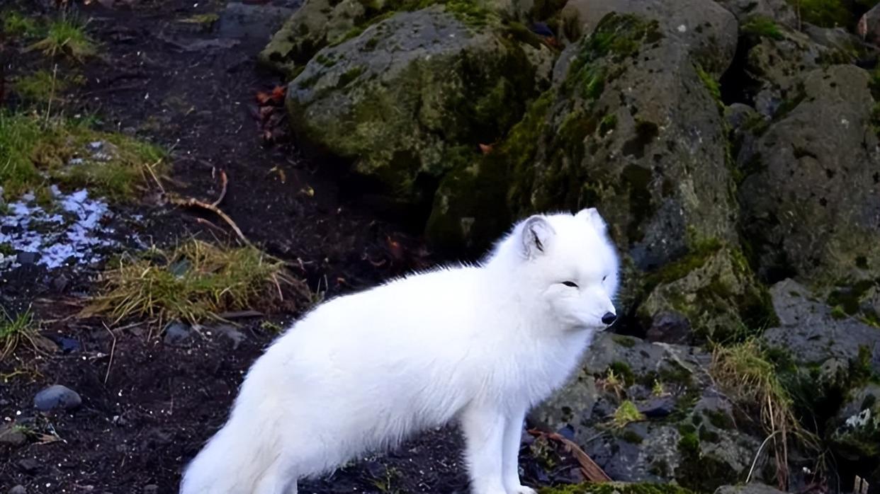 男子投喂白狐后被引见给同伴，真是奇遇！难道前世有未了之缘？