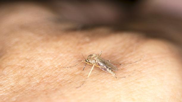 蚊子在“吃”之前，是不是有一个“过滤系统”？