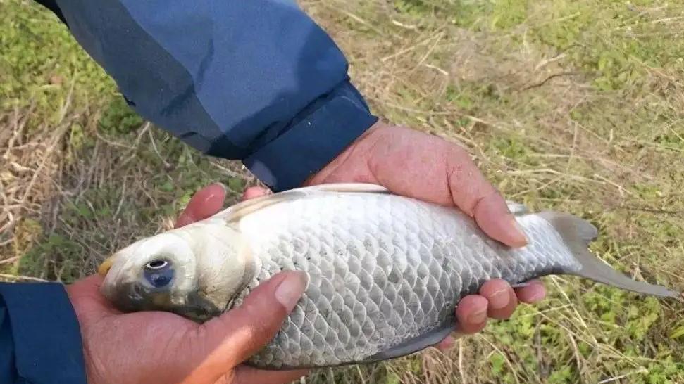 |新手野钓，不懂开饵和调漂？没那么复杂，野钓做好两点就行