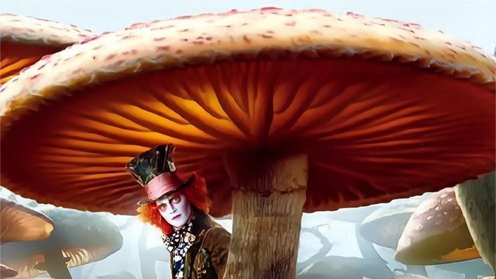 世界上最大的生命体是什么？存活2400多年，占地近9平方公里
