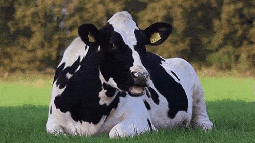 人们在牛身上开洞，还经常伸手进去掏，难道牛不会痛吗？