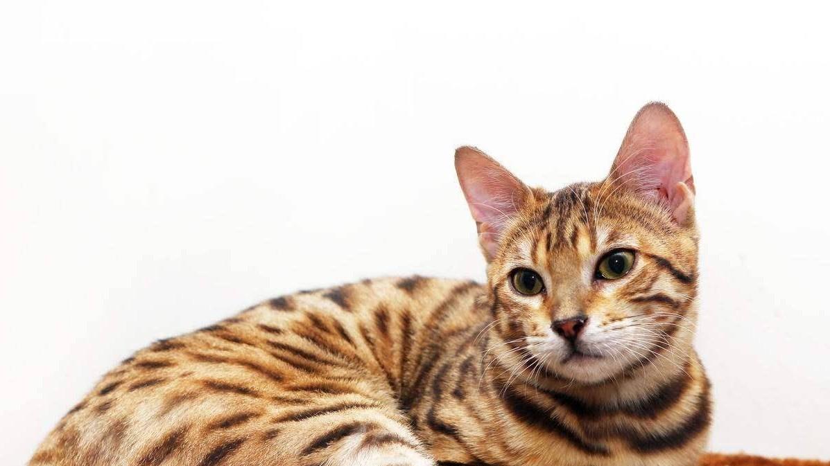 科普时刻：一文读懂孟加拉豹猫的前世今生