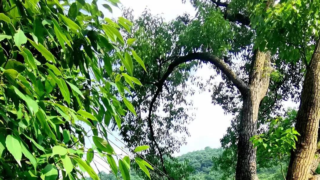 青岛市|黑麋峰户外野炊营地你来过吗
