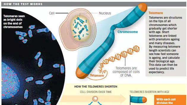 【抗衰】干细胞与端粒、端粒酶、衰老、长寿之间有着怎样的关系？