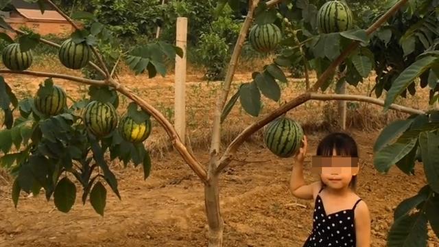 鸡蛋树、西瓜树、菠萝树，看到这些骗人的直播，感觉智商受到侮辱