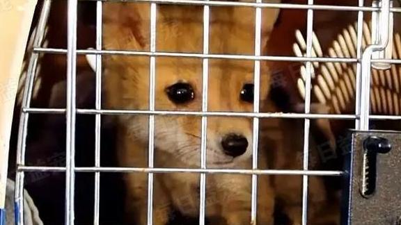 野外发现一只奇怪动物，夫妻决定带回家养，一周后收获满满爱意