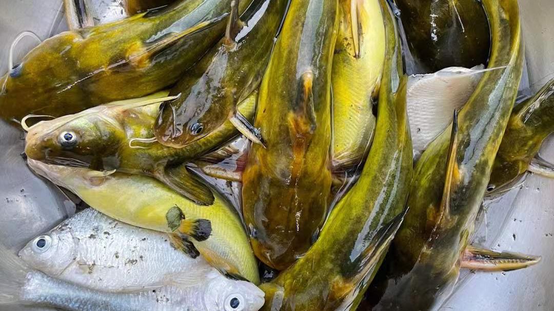 |出现好漂相为何老是空竿，看完你就知道了