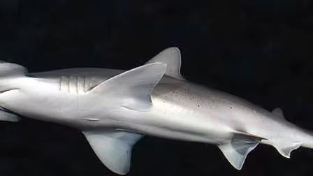 为什么锤头鲨有锤头？最新的DNA研究，推翻了适应性进化的假设